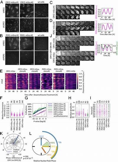 Exploring the Fascinating World of Cassino 81: A Comprehensive Guide to Its History and Gameplay